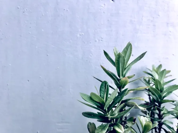 HippoZino Casino Podrška